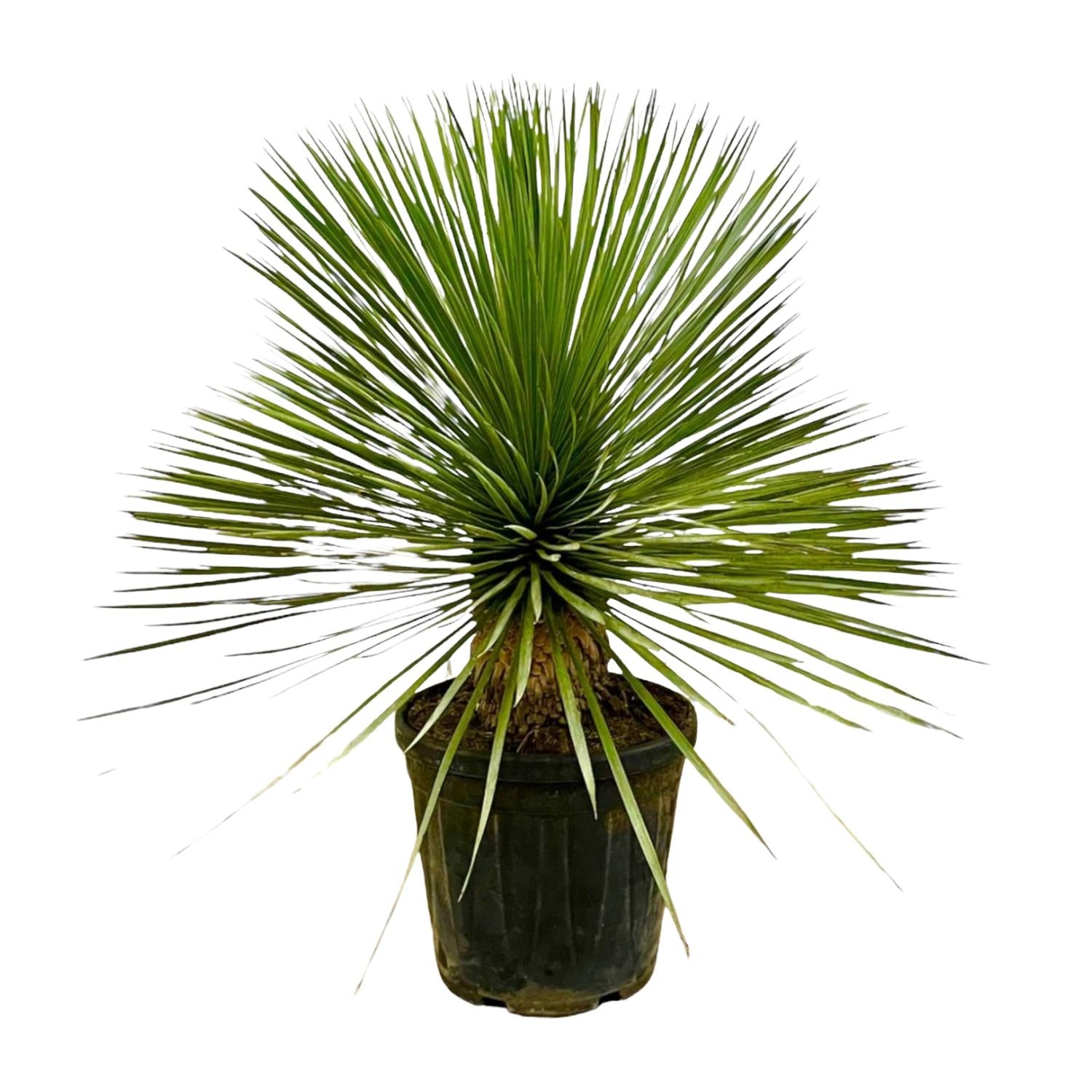 Yucca Rostrata op stam | 70 cm – Ø27 cm – Compacte woestijnlook