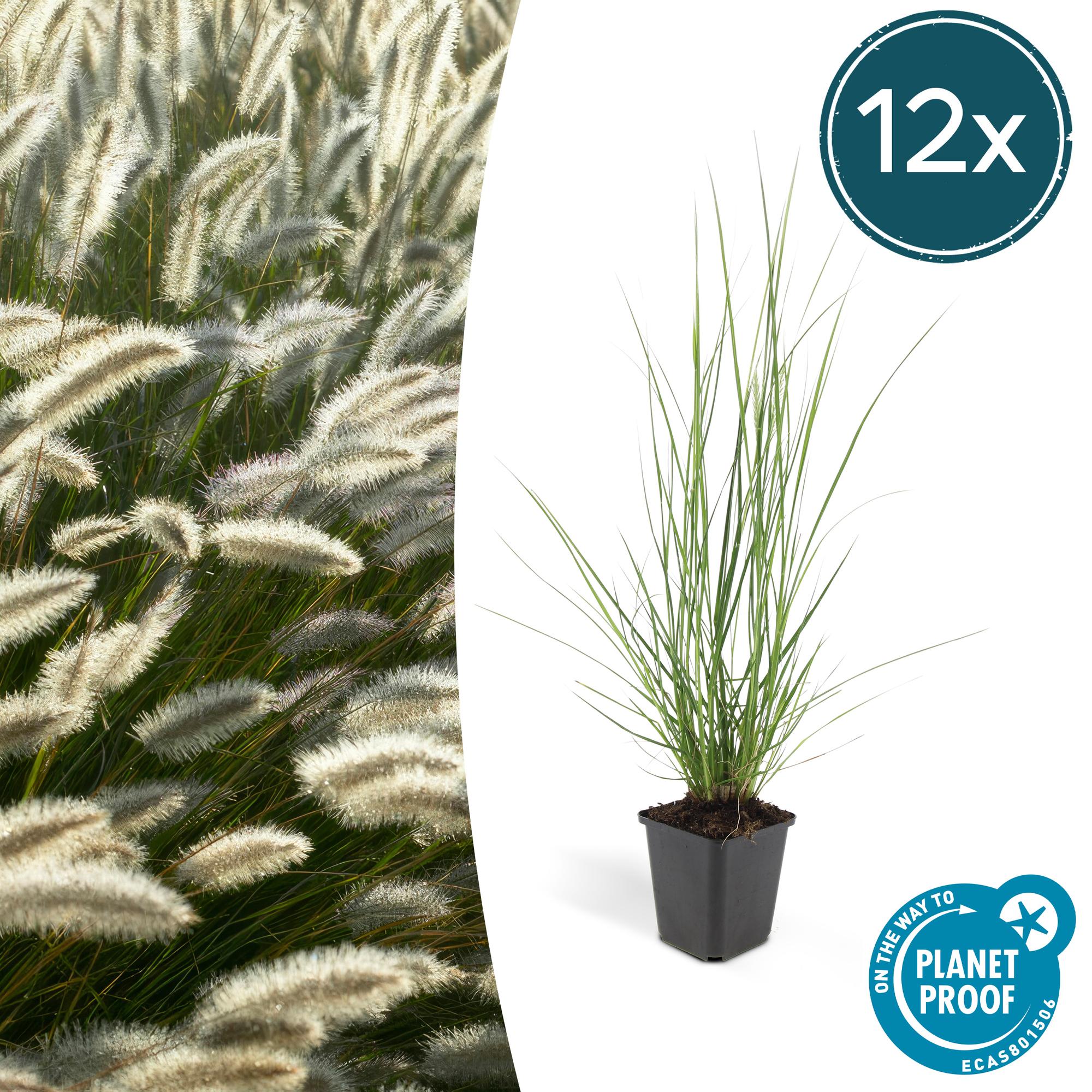 Pennisetum alopecuroides 'Hameln' | Diverse sets siergrassen - Ø 9 cm - ↕ 10-25 cm