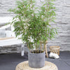 Bamboe | Fargesia rufa - Niet woekerende bamboe - Ø23cm - ↕80cm