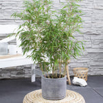 Bamboe | Fargesia rufa - Niet woekerende bamboe - Ø23cm - ↕80cm