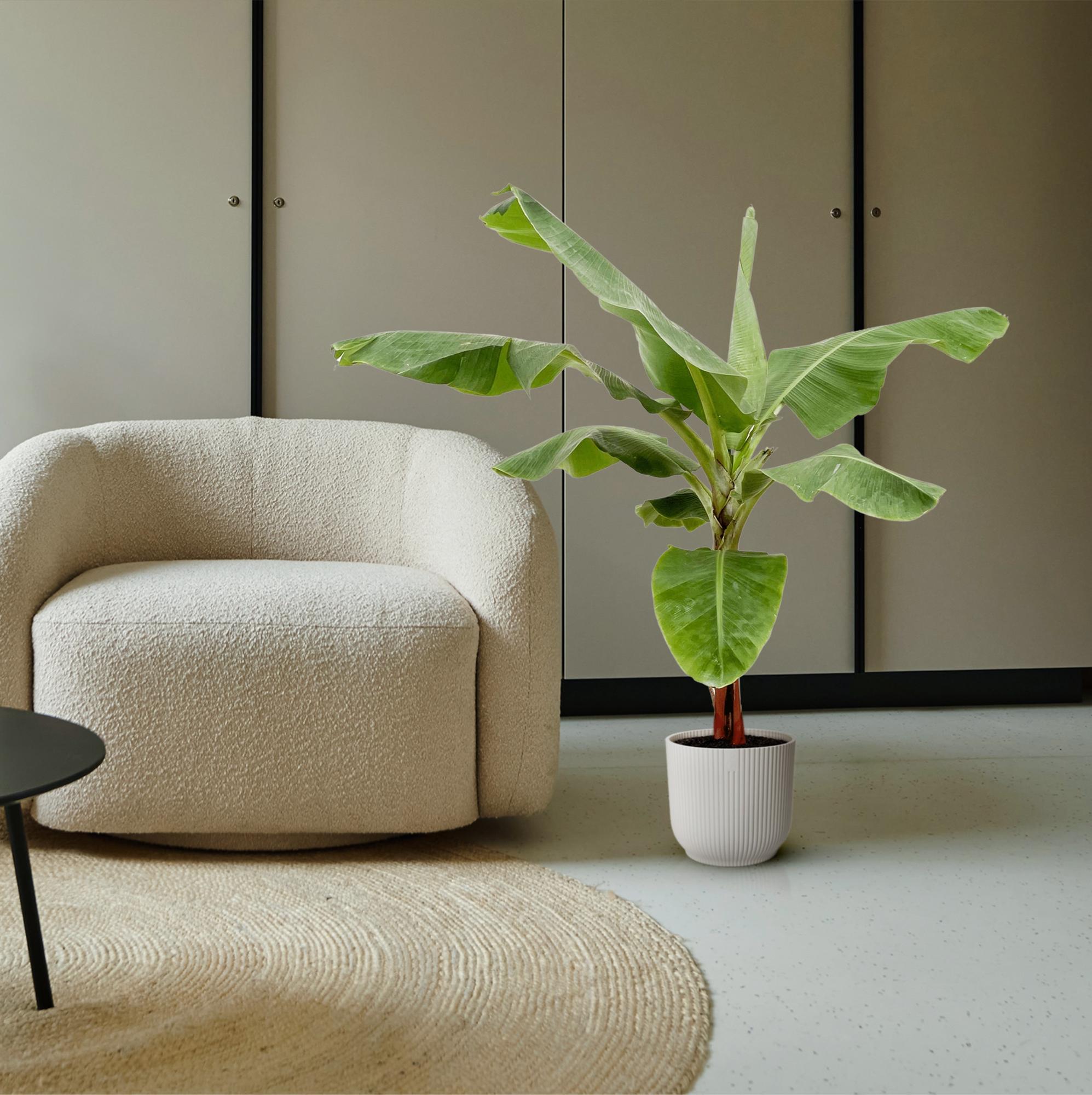 Bananenplant (Musa) | Tropische kamerplant – 150 cm – Ø30 cm