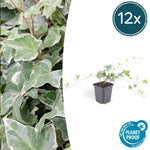 Hedera helix 'Glacier' | Bonte klimop – Ø9 cm – ↕10-25 cm