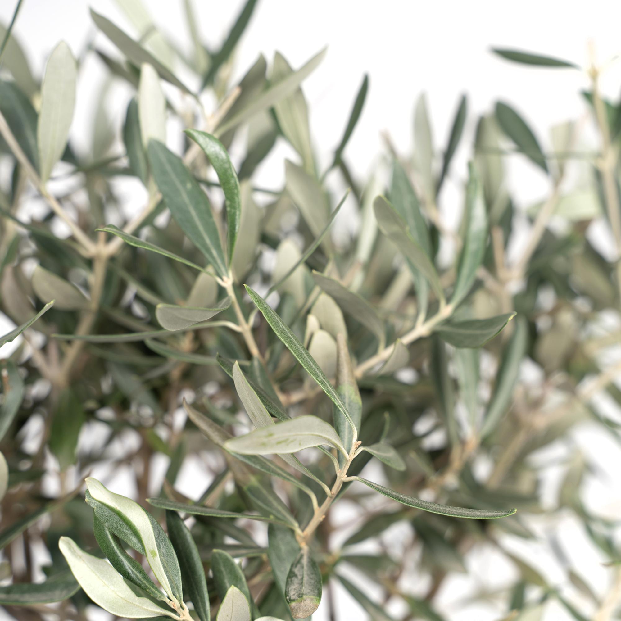 Olea Europaea op stam I 90 cm - ø19 cm