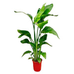 Strelitzia Nicolai | Paradijsvogelplant 80–100 cm – Ø17 cm