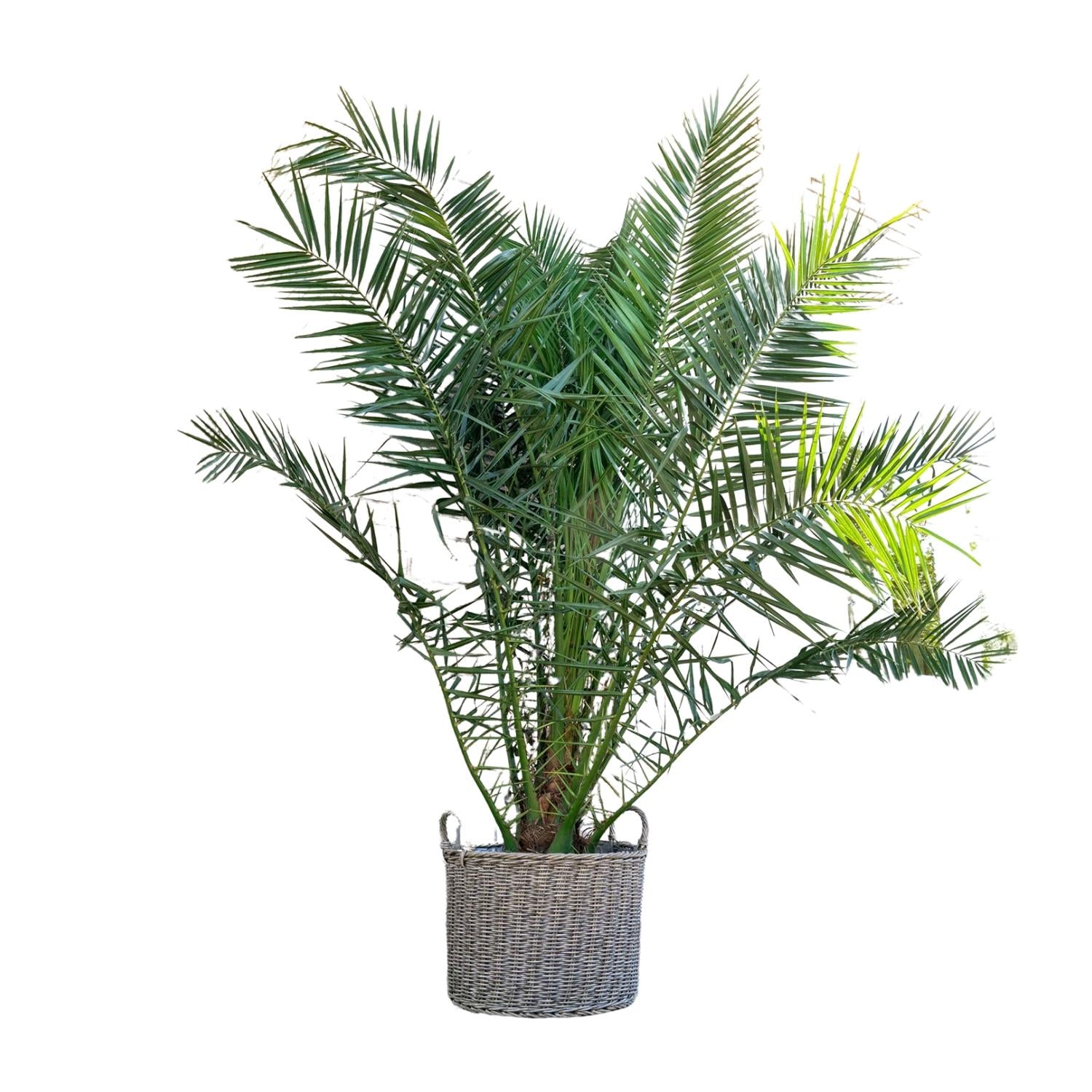Canarische Dadelpalm | Phoenix Canariensis – 300 cm, ø50