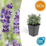 Lavendel | Lavandula angustifolia 'Hidcote' – Rijkbloeiende Plant