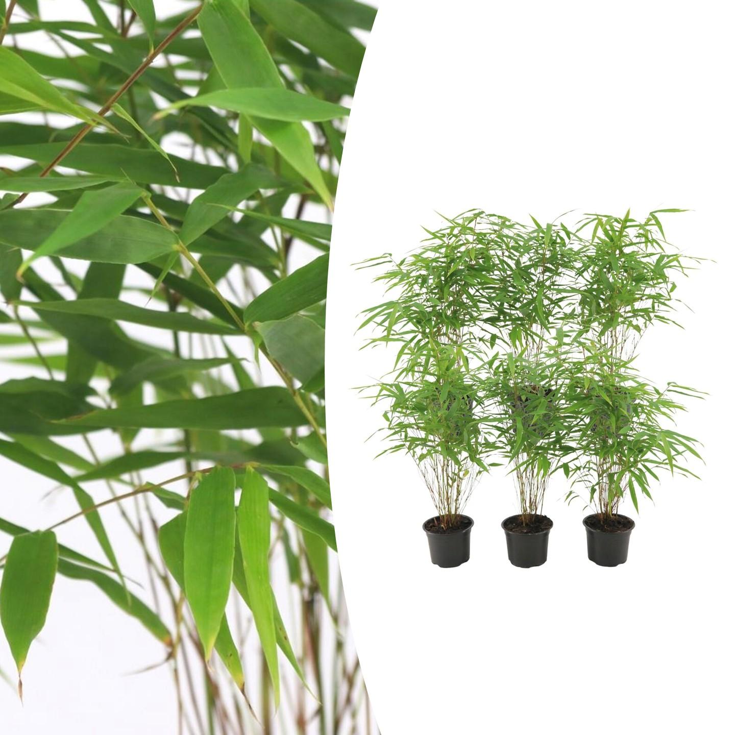 Bamboe | set van 6x Fargesia Rufa - Compacte, niet-woekerende bamboe