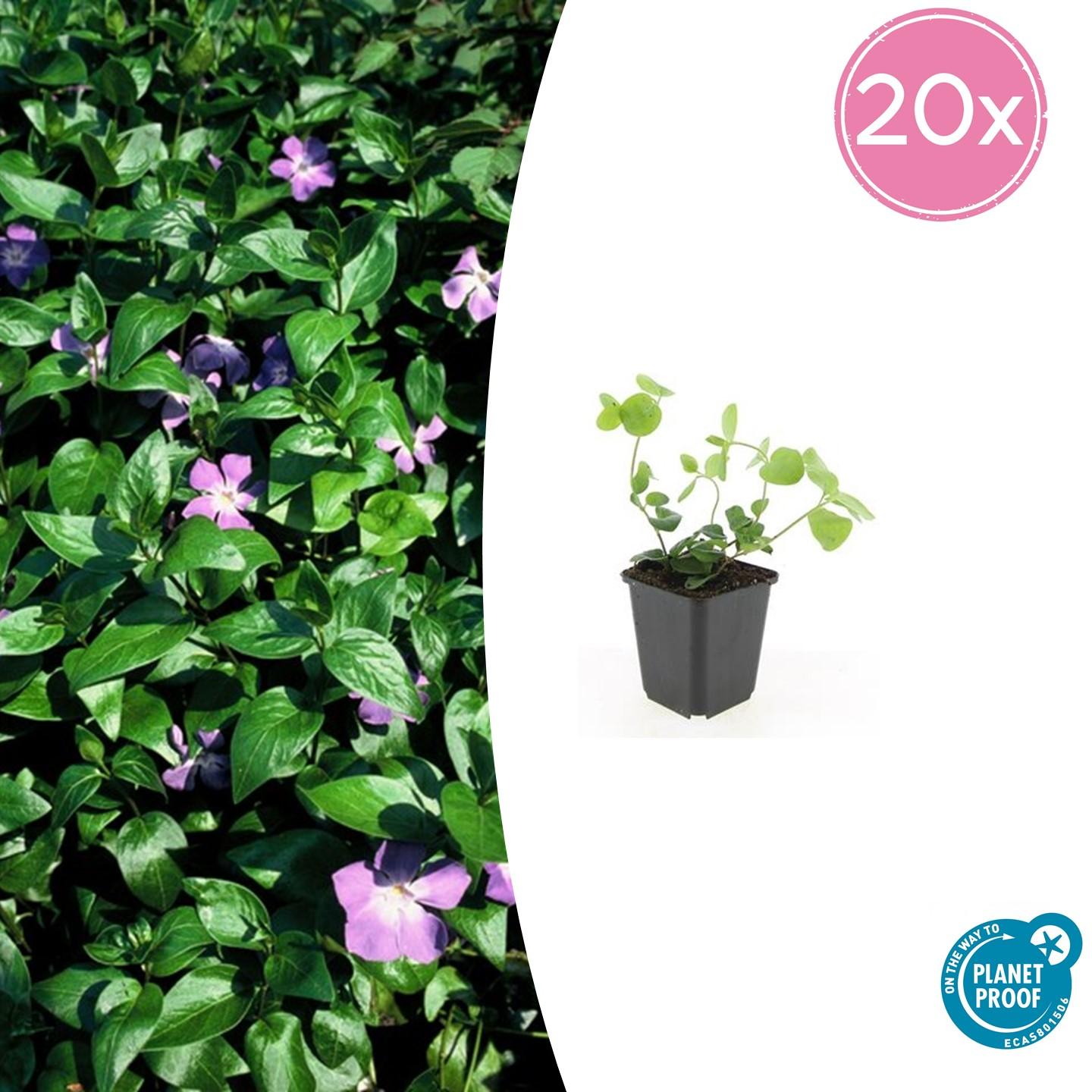 Vinca major |  prachtige paarse bloemen - ↕10-25cm - Ø9cm