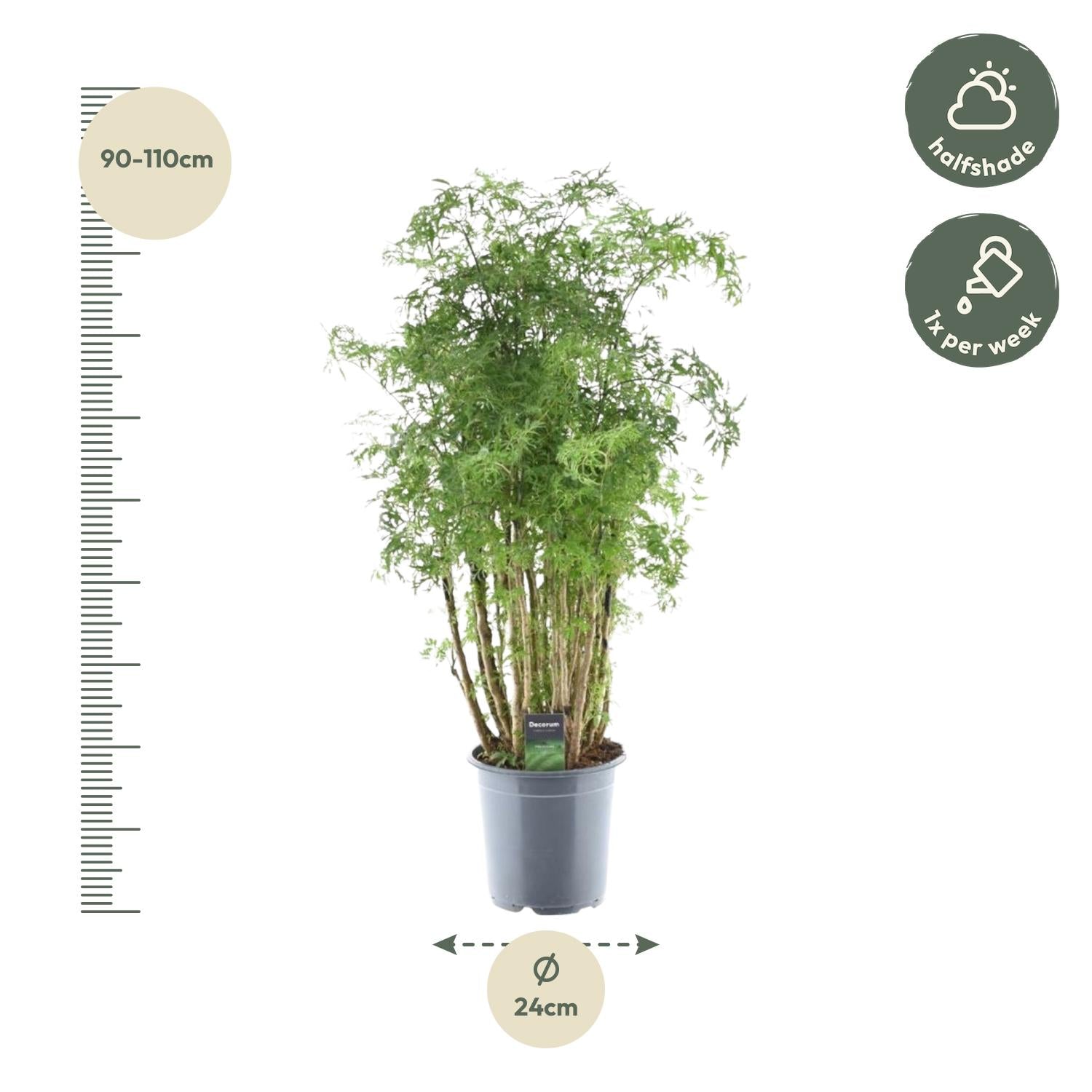 Polyscias Hawaiiana Ming | 90 cm - Weelderige blikvanger voor binnen