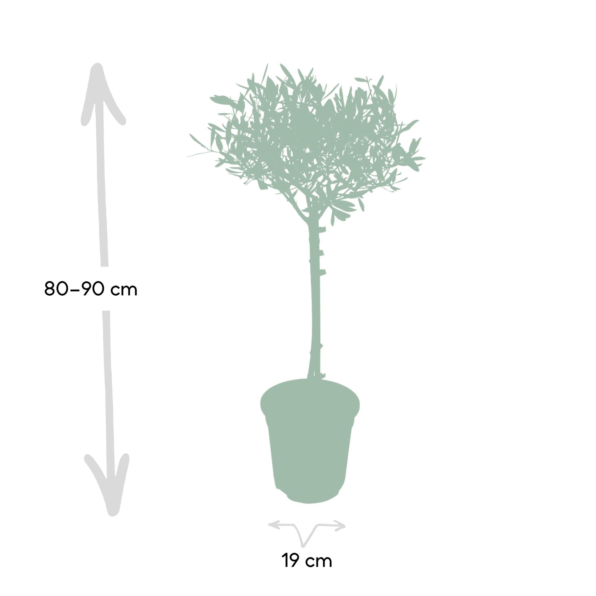 Olea Europaea op stam I 90 cm - ø19 cm