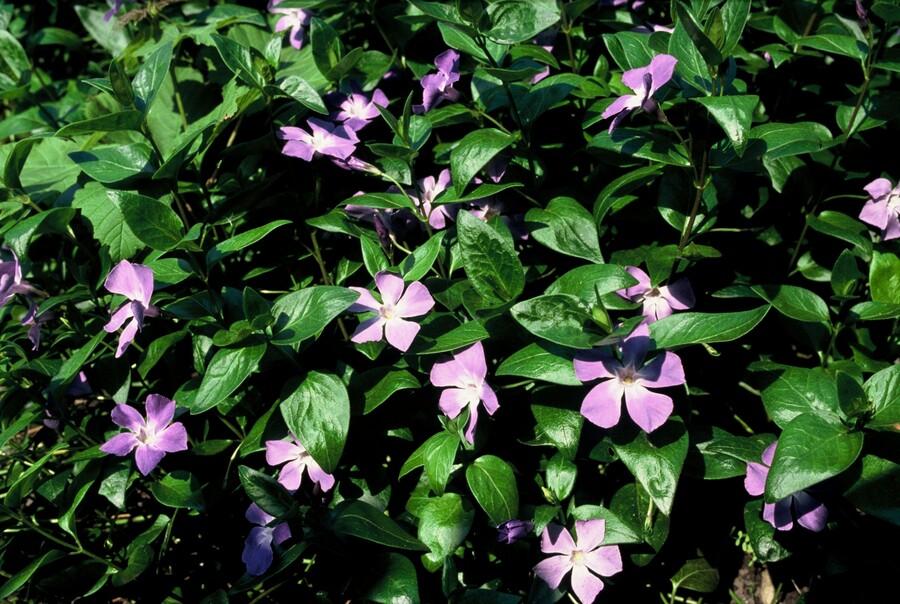 Vinca major |  prachtige paarse bloemen - ↕10-25cm - Ø9cm