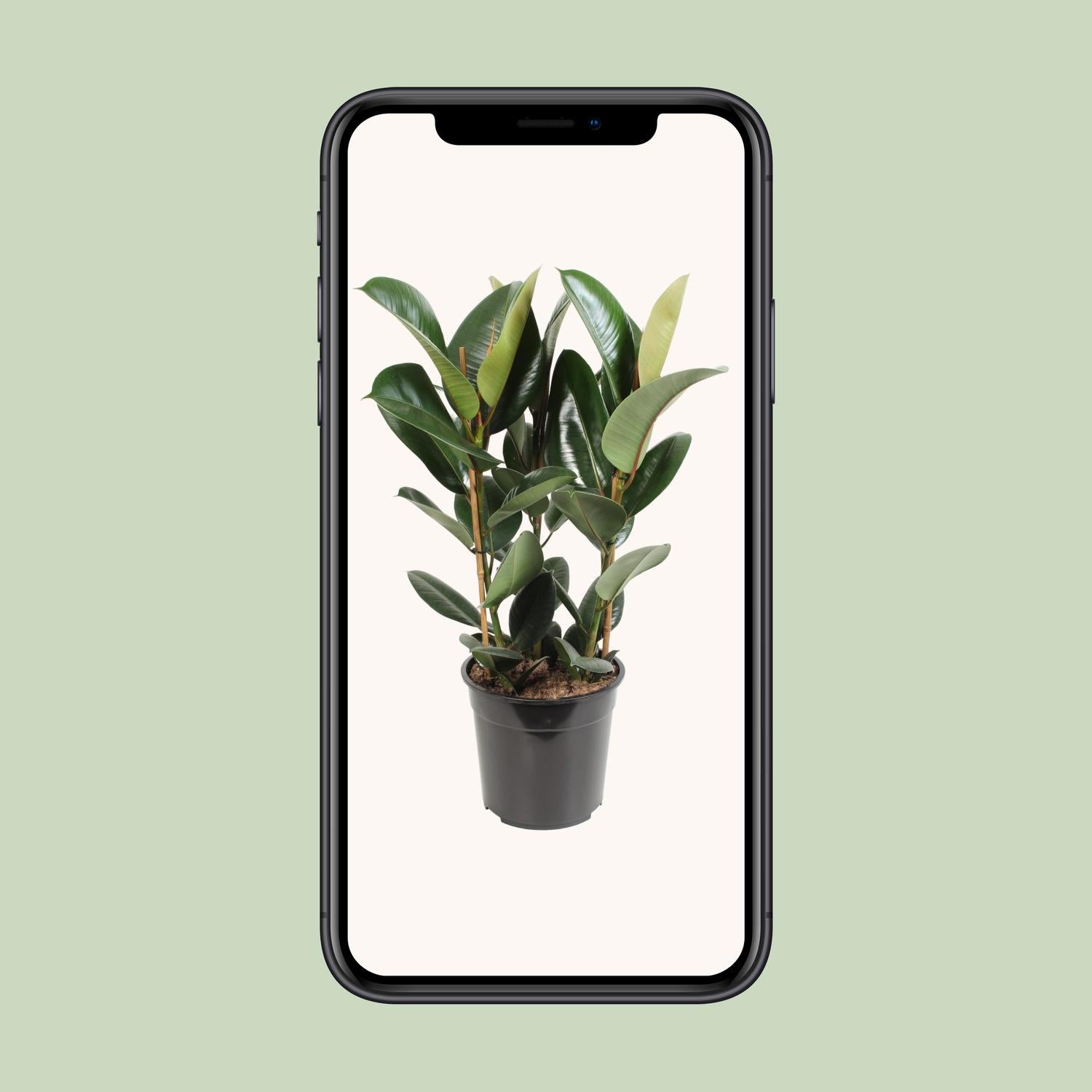 Ficus Elastica Robusta | 85 cm - Ø27 cm - Sterke & stijlvolle kamerplant