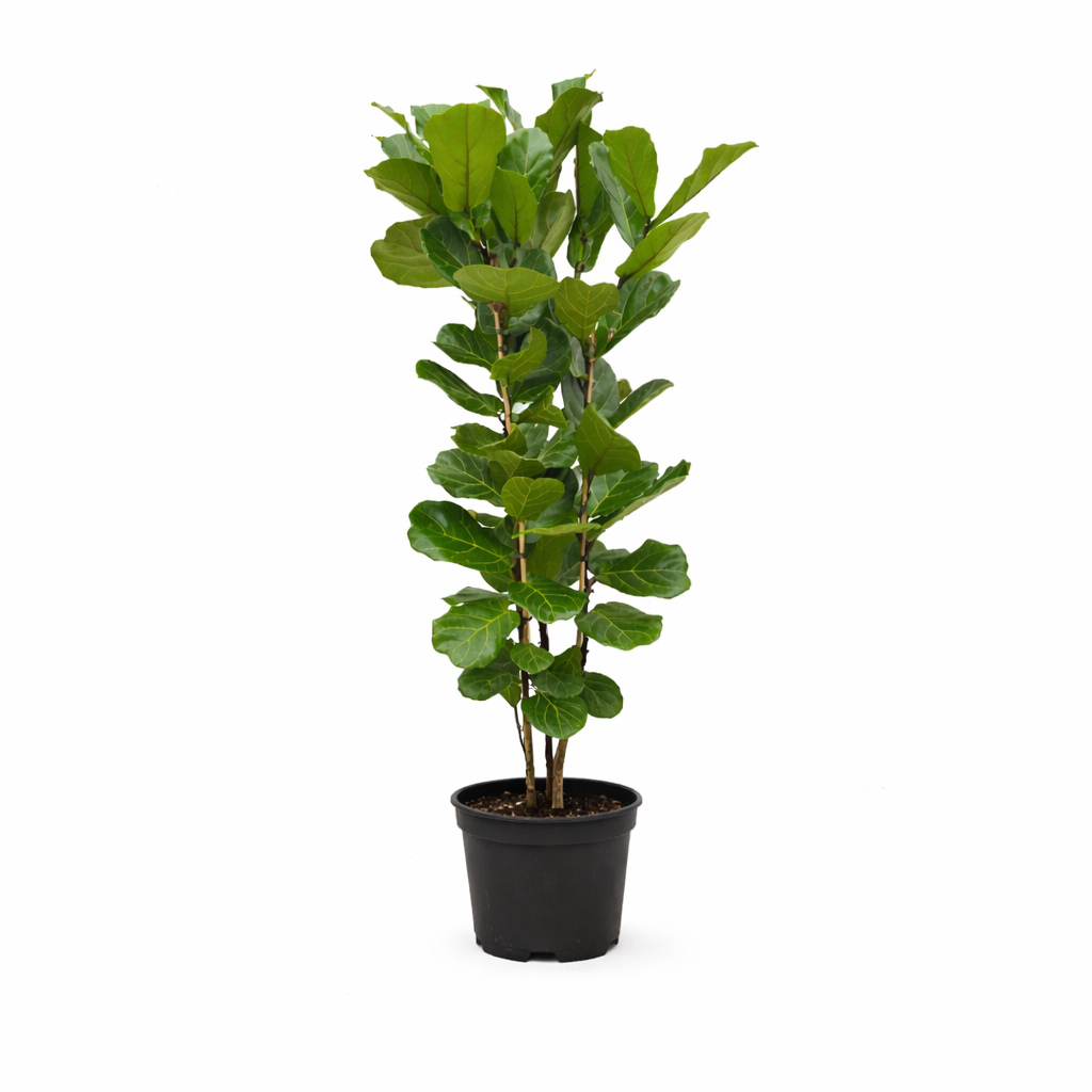 Ficus Lyrata struik - 160 cm - Ø27