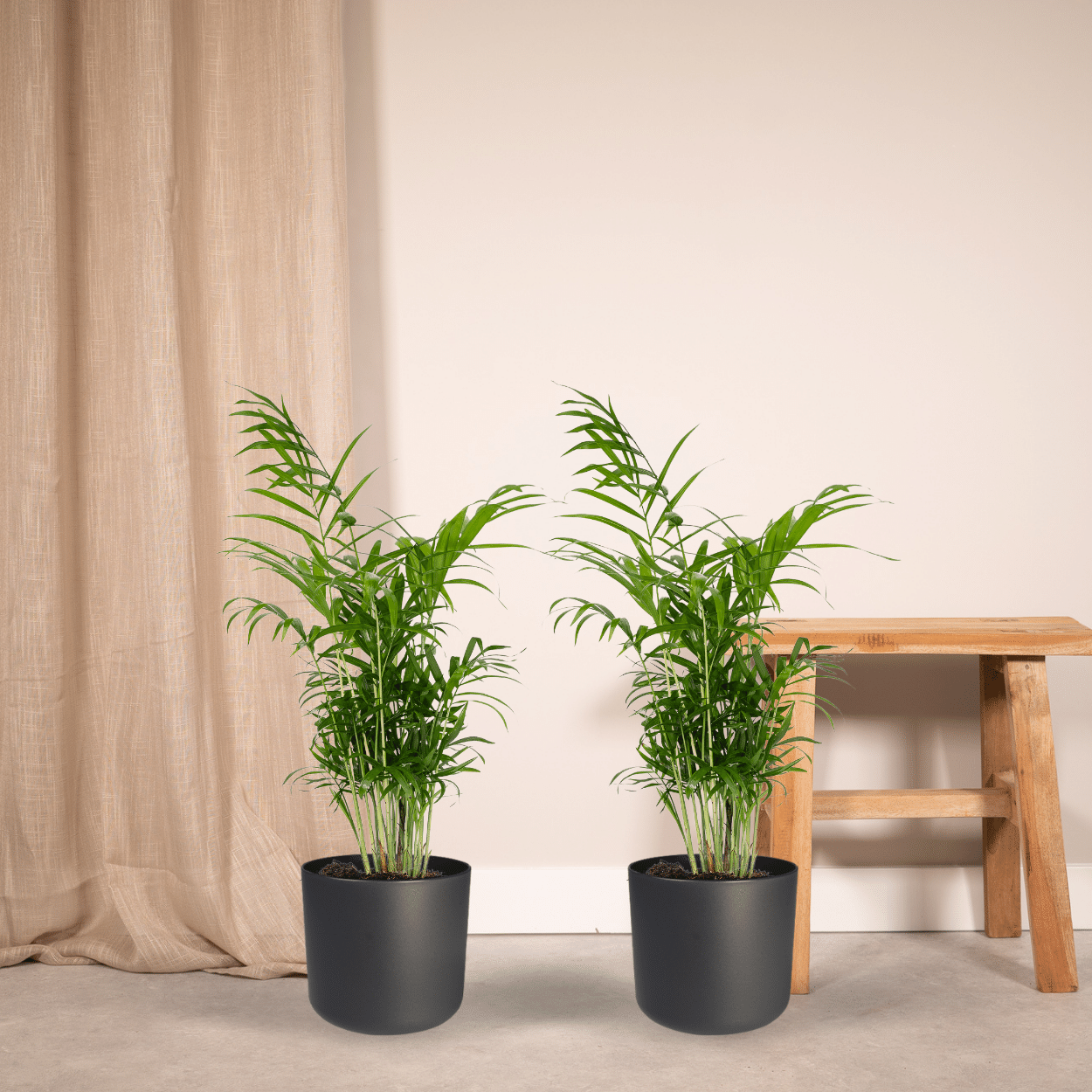Chamaedorea Elegans | Mexicaanse bergpalm – 2 stuks – Ø17 cm – ↕55 cm
