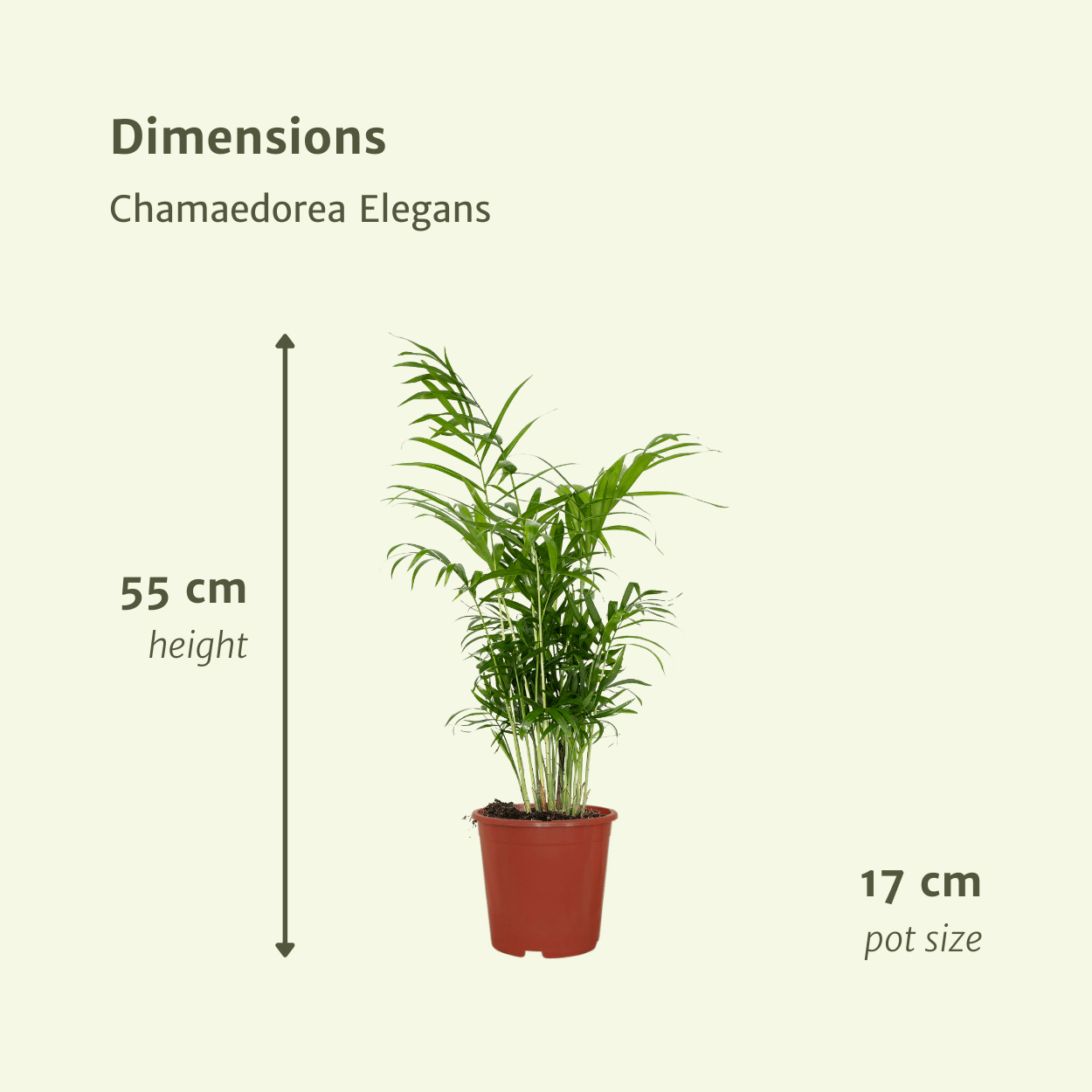 Chamaedorea Elegans | Mexicaanse bergpalm – 2 stuks – Ø17 cm – ↕55 cm