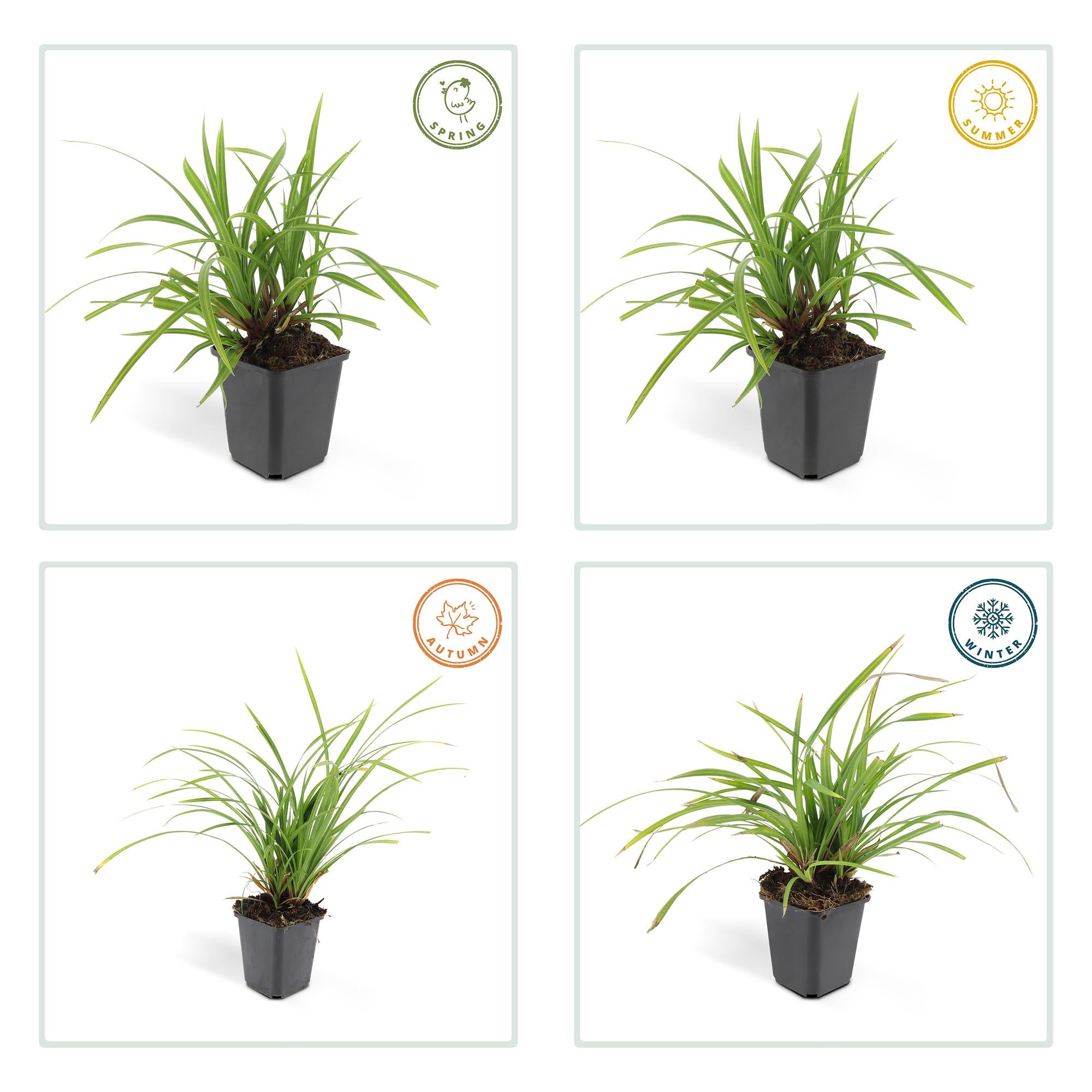Carex morrowii 'Irish Green' | Wintergroen siergras Ø9cm - ↕10-25cm