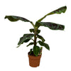 Bananenplant (Musa) | Tropische plant - 80 cm - Ø19