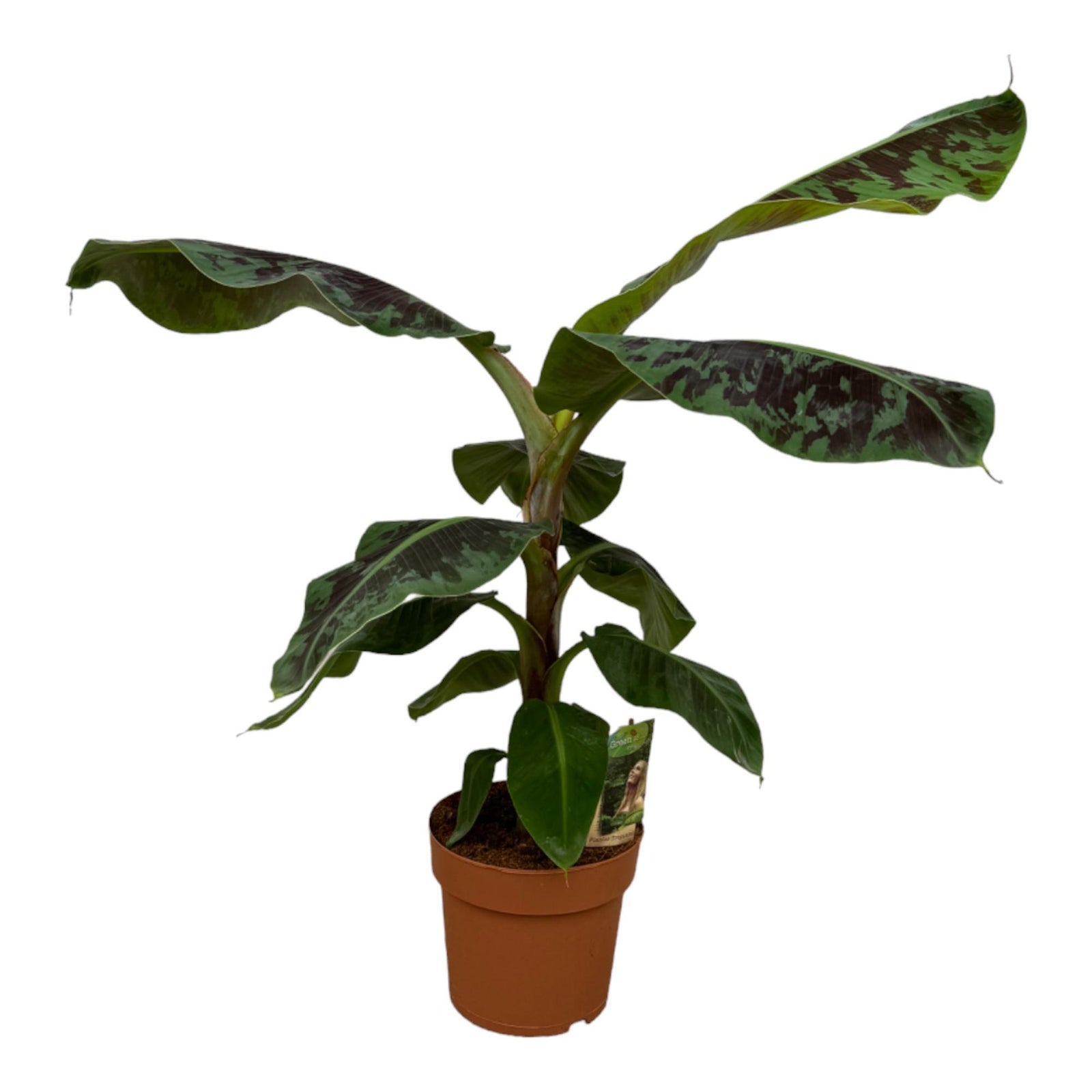 Bananenplant (Musa) | Tropische plant - 80 cm - Ø19