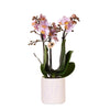 Orchidee | Roze orchidee Andorra + Floral sierpot lavendel - potmaat Ø9cm