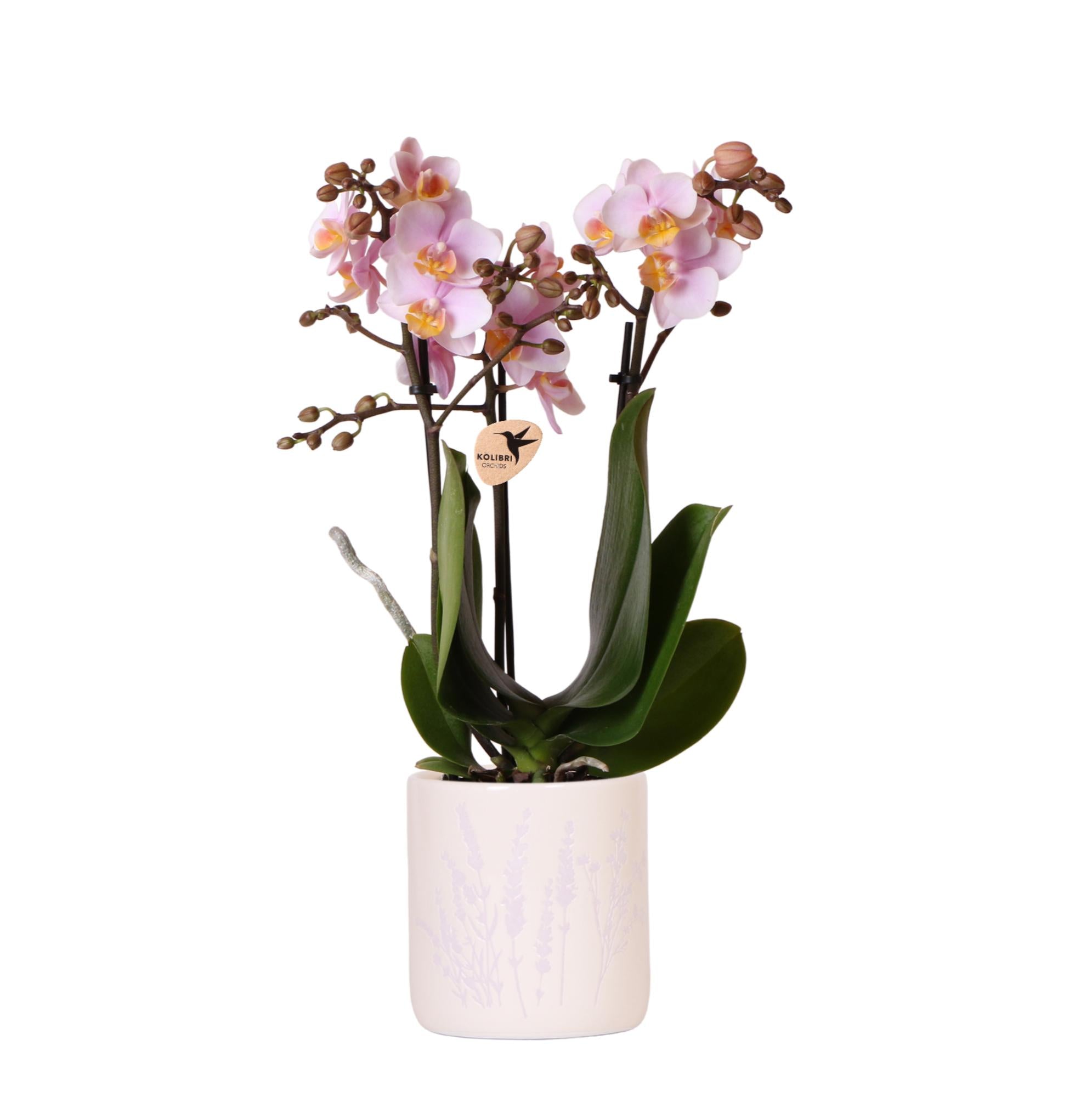 Orchidee | Roze orchidee Andorra + Floral sierpot lavendel - potmaat Ø9cm