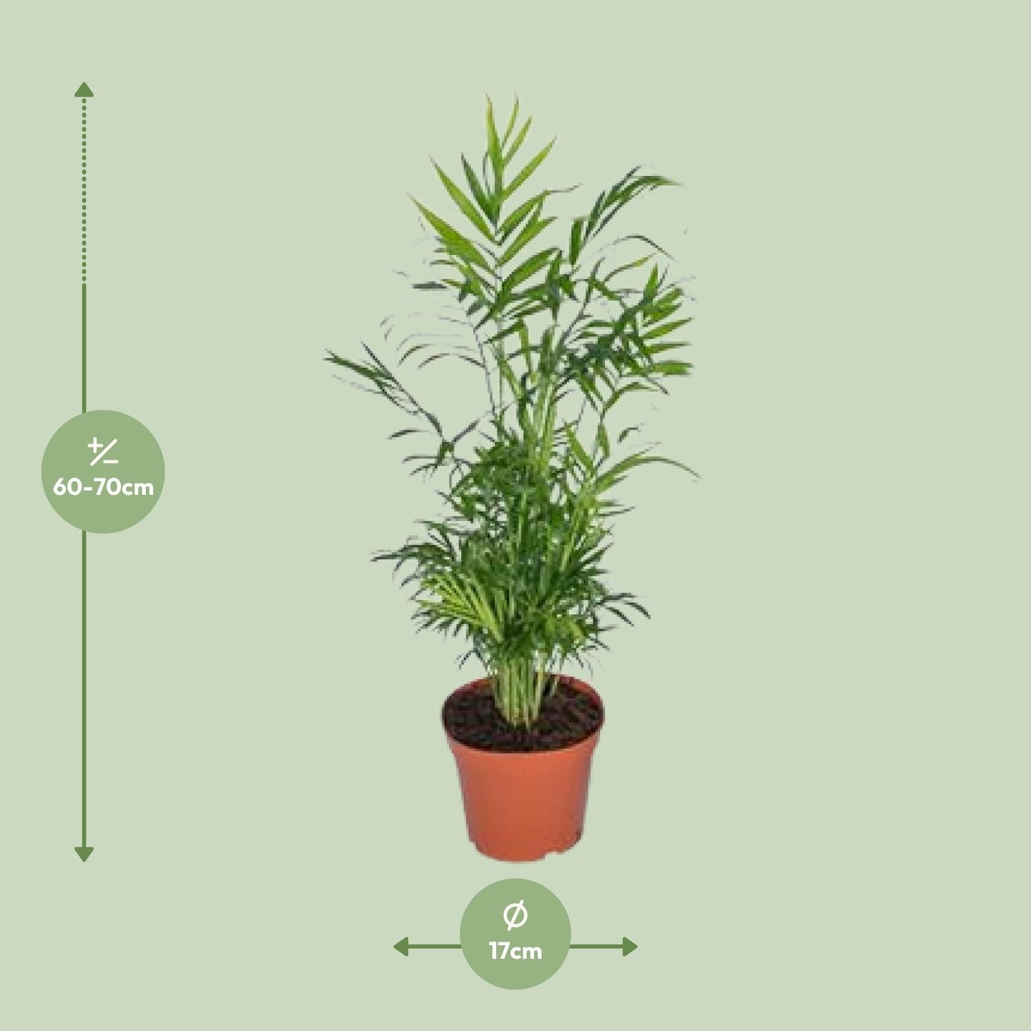 Mexicaanse Bergpalm | Chamaedorea Elegans 55cm - Ø17cm