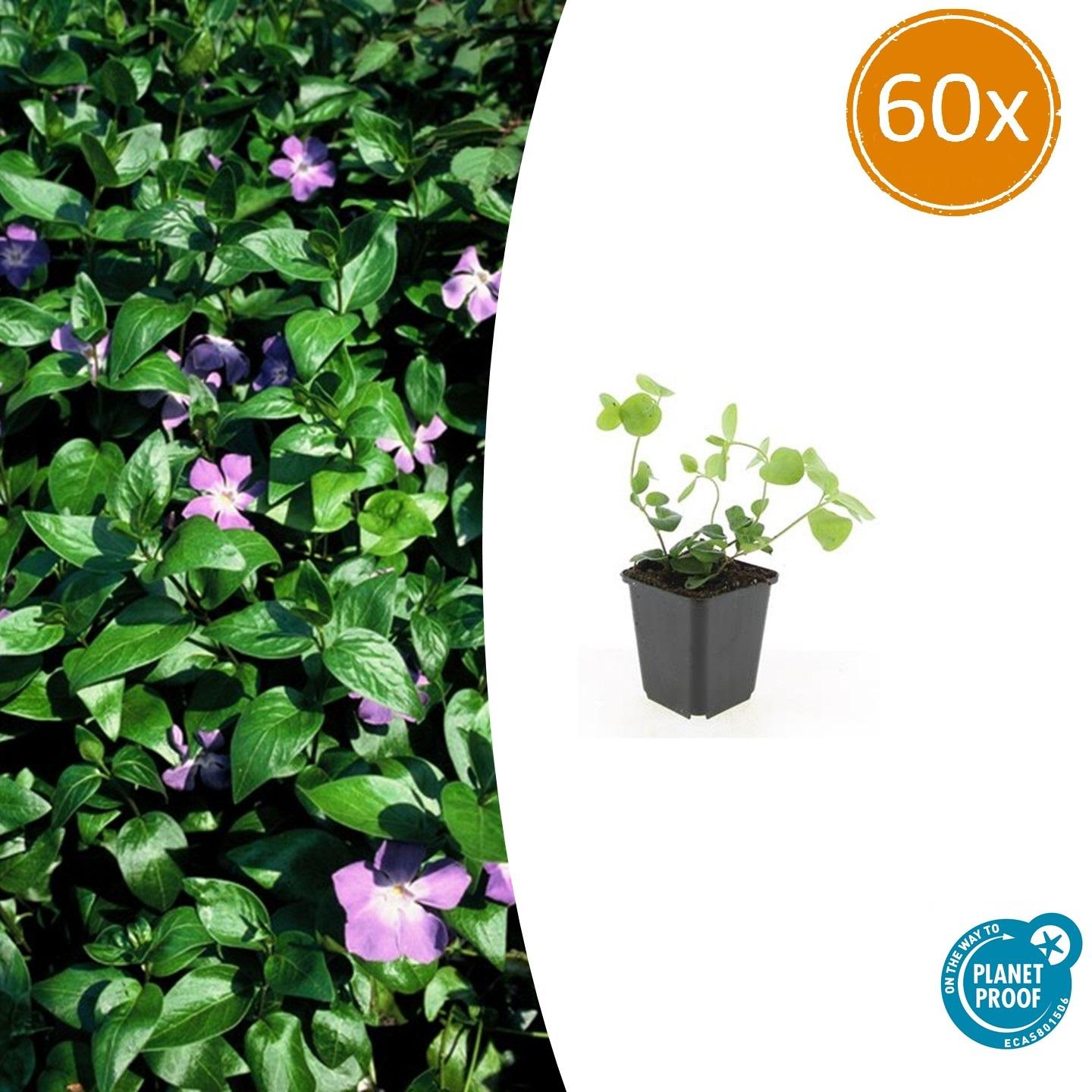 Vinca major |  prachtige paarse bloemen - ↕10-25cm - Ø9cm