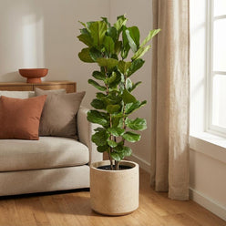 Ficus Lyrata struik - 160 cm - Ø27
