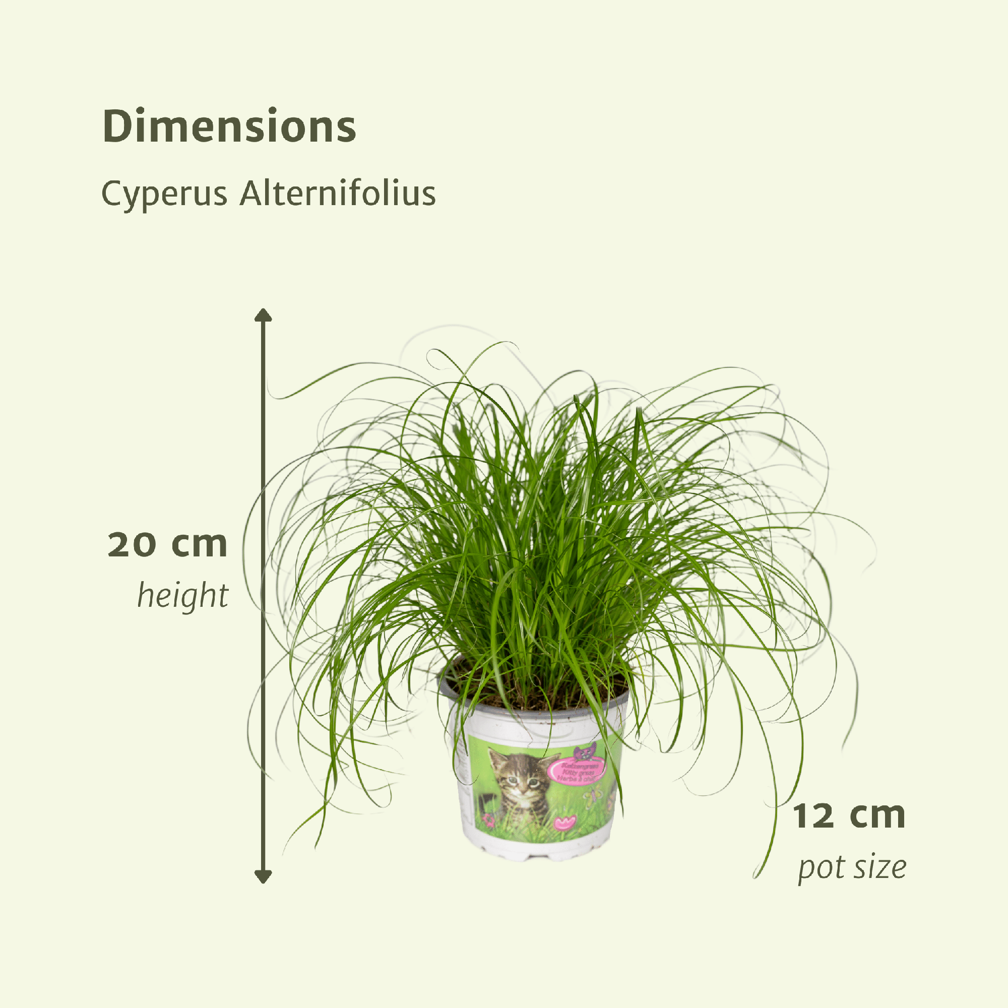 Kattengras | Cyperus Alternifolius 1, 2 of 4 stuks - Voor blije katten