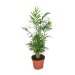 Mexicaanse Bergpalm | Chamaedorea Elegans 55cm - Ø17cm