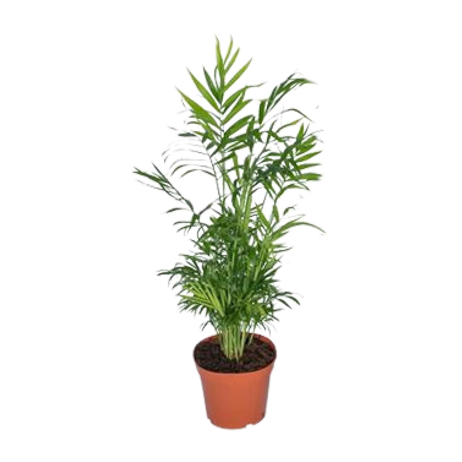 Mexicaanse Bergpalm | Chamaedorea Elegans 55cm - Ø17cm