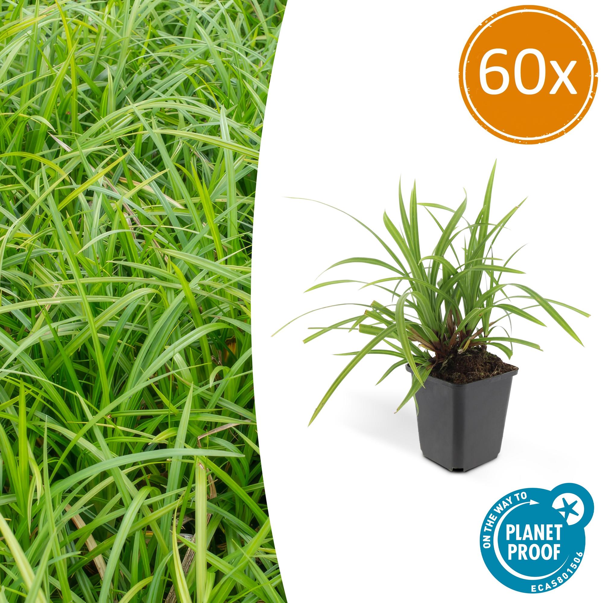 Carex morrowii 'Irish Green' | Wintergroen siergras Ø9cm - ↕10-25cm