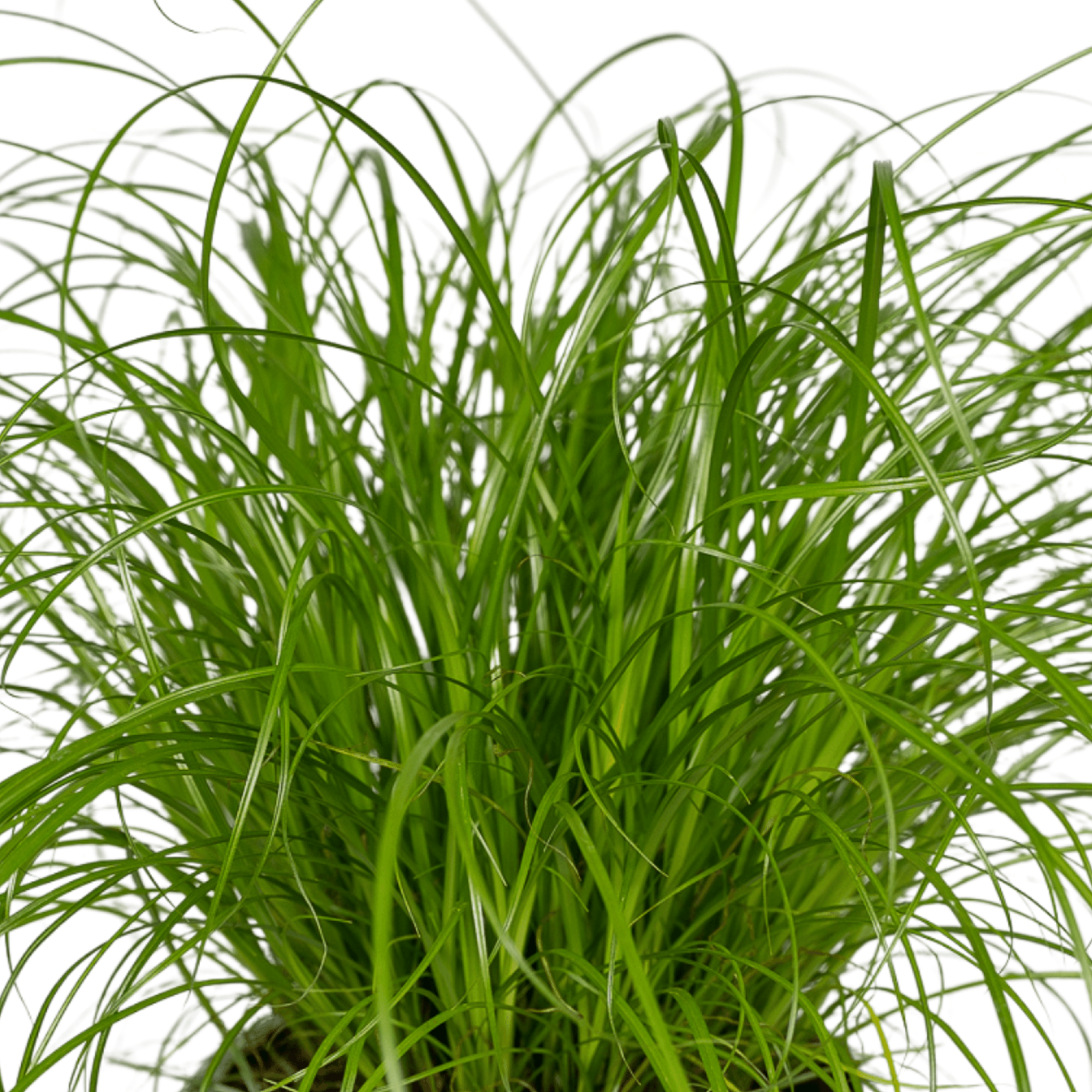 Kattengras | Cyperus Alternifolius 1, 2 of 4 stuks - Voor blije katten