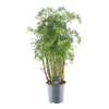 Polyscias Hawaiiana Ming | 90 cm - Weelderige blikvanger voor binnen