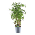Polyscias Hawaiiana Ming | 90 cm - Weelderige blikvanger voor binnen