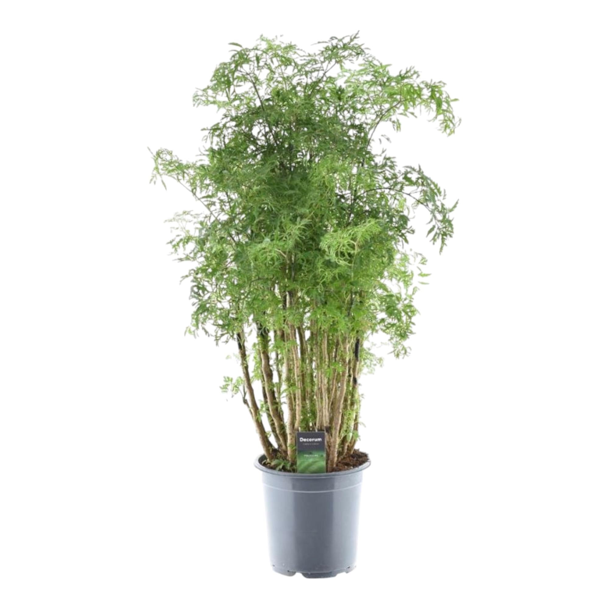 Polyscias Hawaiiana Ming | 90 cm - Weelderige blikvanger voor binnen