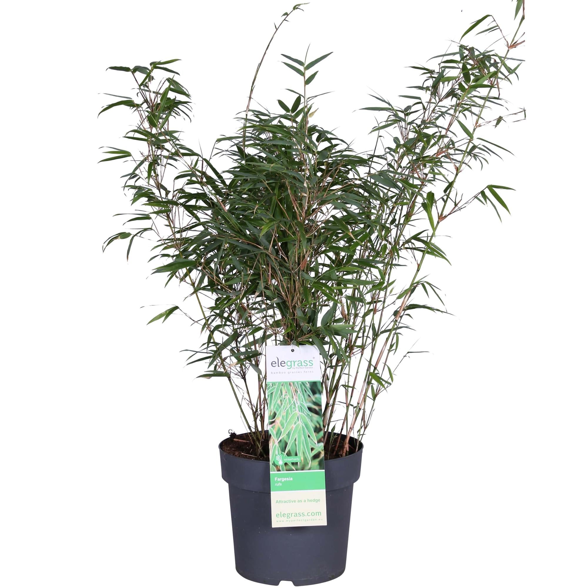 Bamboe | Fargesia rufa - Niet woekerende bamboe - Ø23cm - ↕80cm