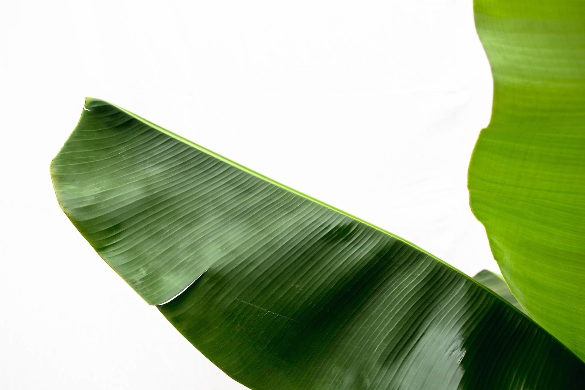 Bananenplant (Musa) | Tropische kamerplant – 150 cm – Ø30 cm