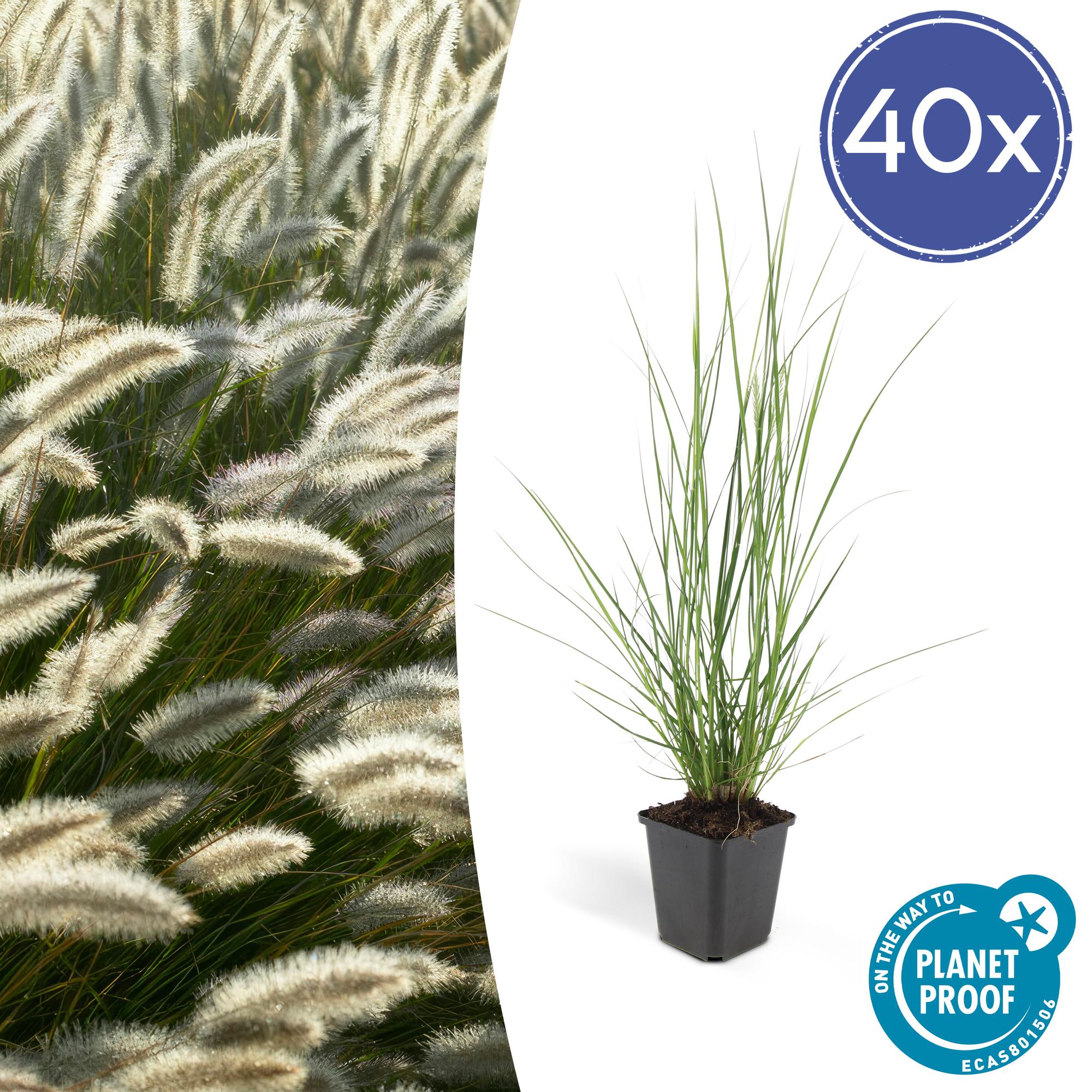 Pennisetum alopecuroides 'Hameln' | Diverse sets siergrassen - Ø 9 cm - ↕ 10-25 cm