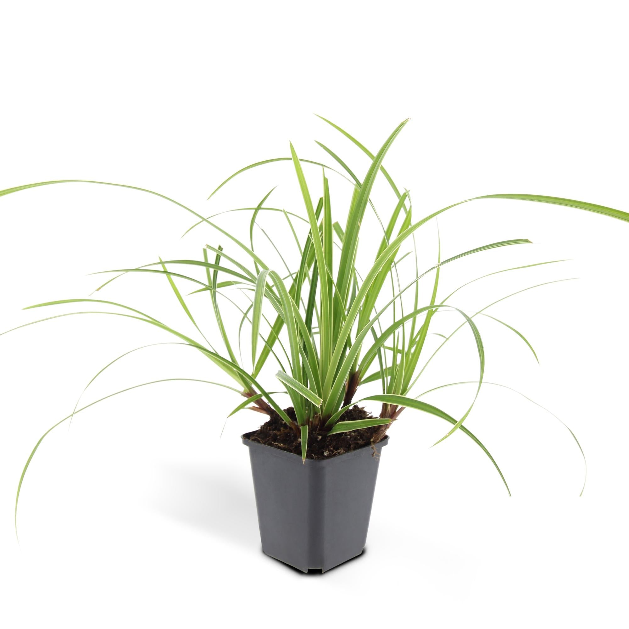 Carex morrowii 'Ice Dance' | Wintergroen siergras Ø9cm ↕10-25cm