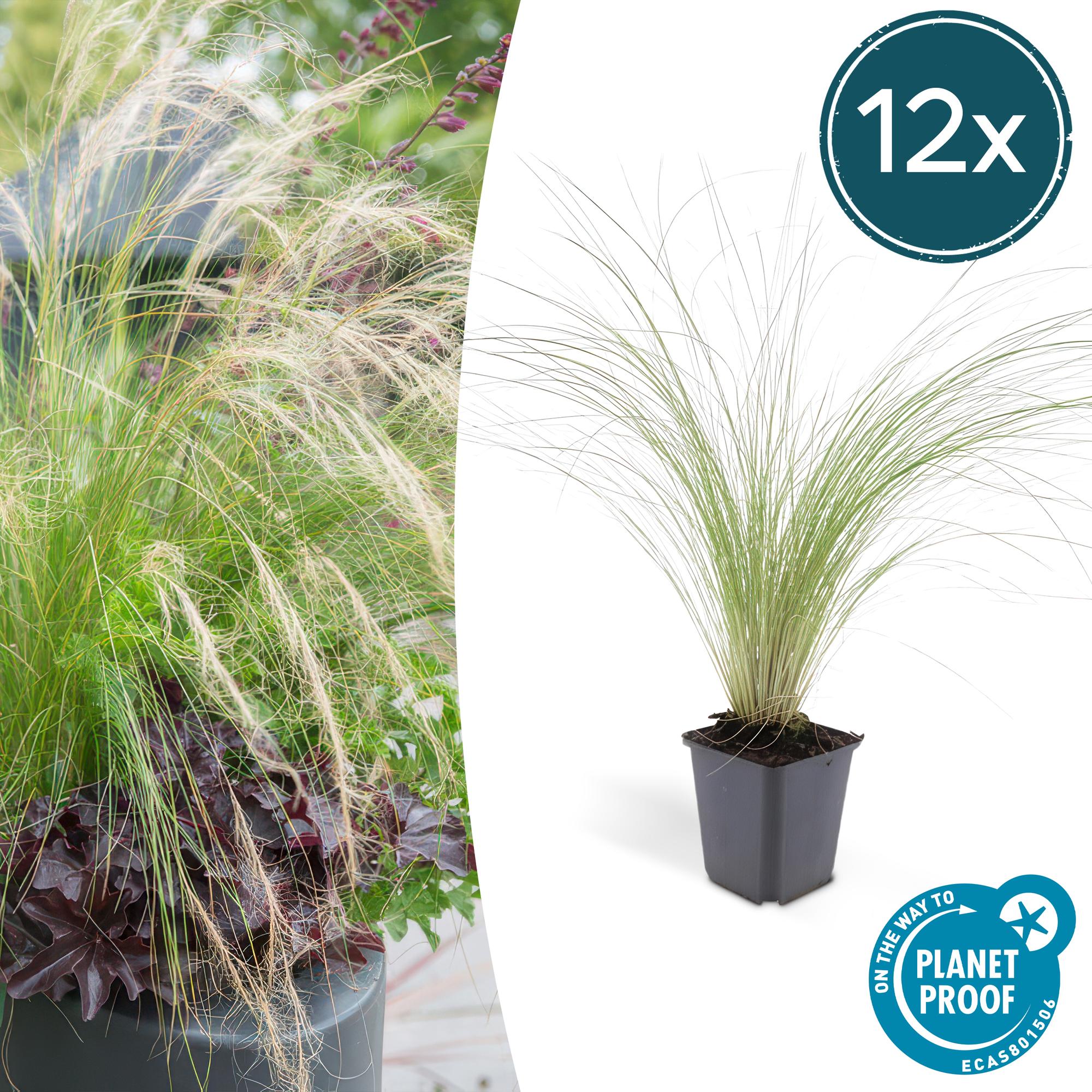 Stipa tenuissima 'Ponytails' | Fijn siergras - Ø9cm - ↕10-25cm