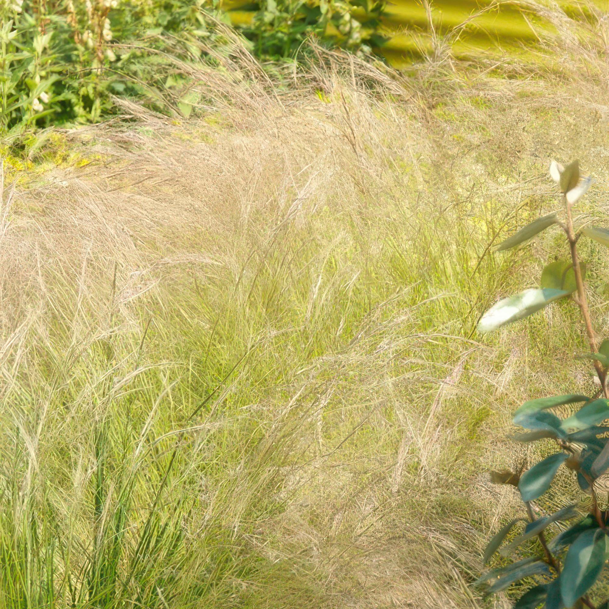 Stipa tenuissima 'Ponytails' | Fijn siergras - Ø9cm - ↕10-25cm
