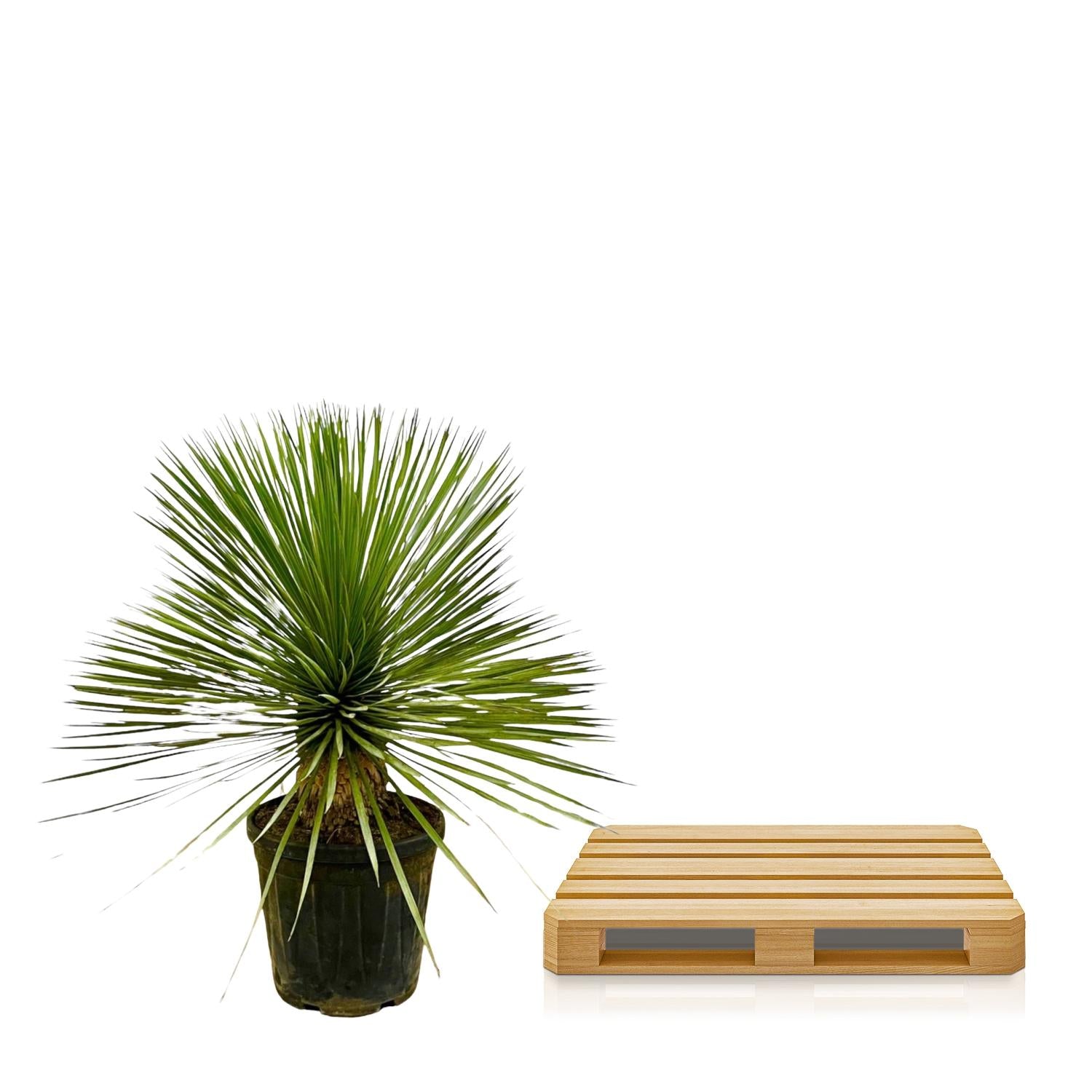 Yucca Rostrata op stam | 70 cm – Ø27 cm – Compacte woestijnlook