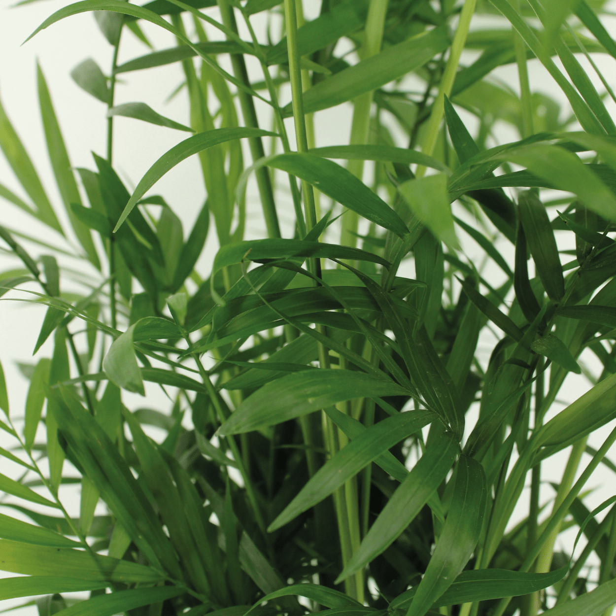Chamaedorea Elegans | Mexicaanse bergpalm – 2 stuks – Ø17 cm – ↕55 cm