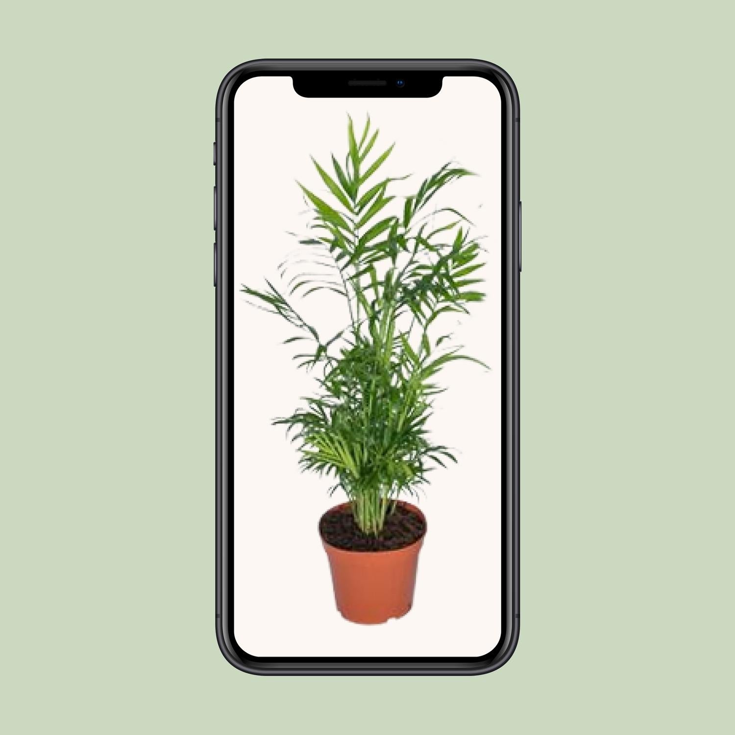 Mexicaanse Bergpalm | Chamaedorea Elegans 55cm - Ø17cm