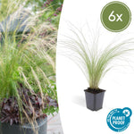 Stipa tenuissima 'Ponytails' | Fijn siergras - Ø9cm - ↕10-25cm
