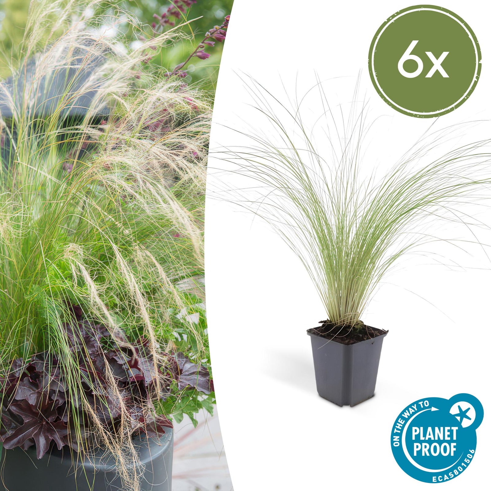 Stipa tenuissima 'Ponytails' | Fijn siergras - Ø9cm - ↕10-25cm