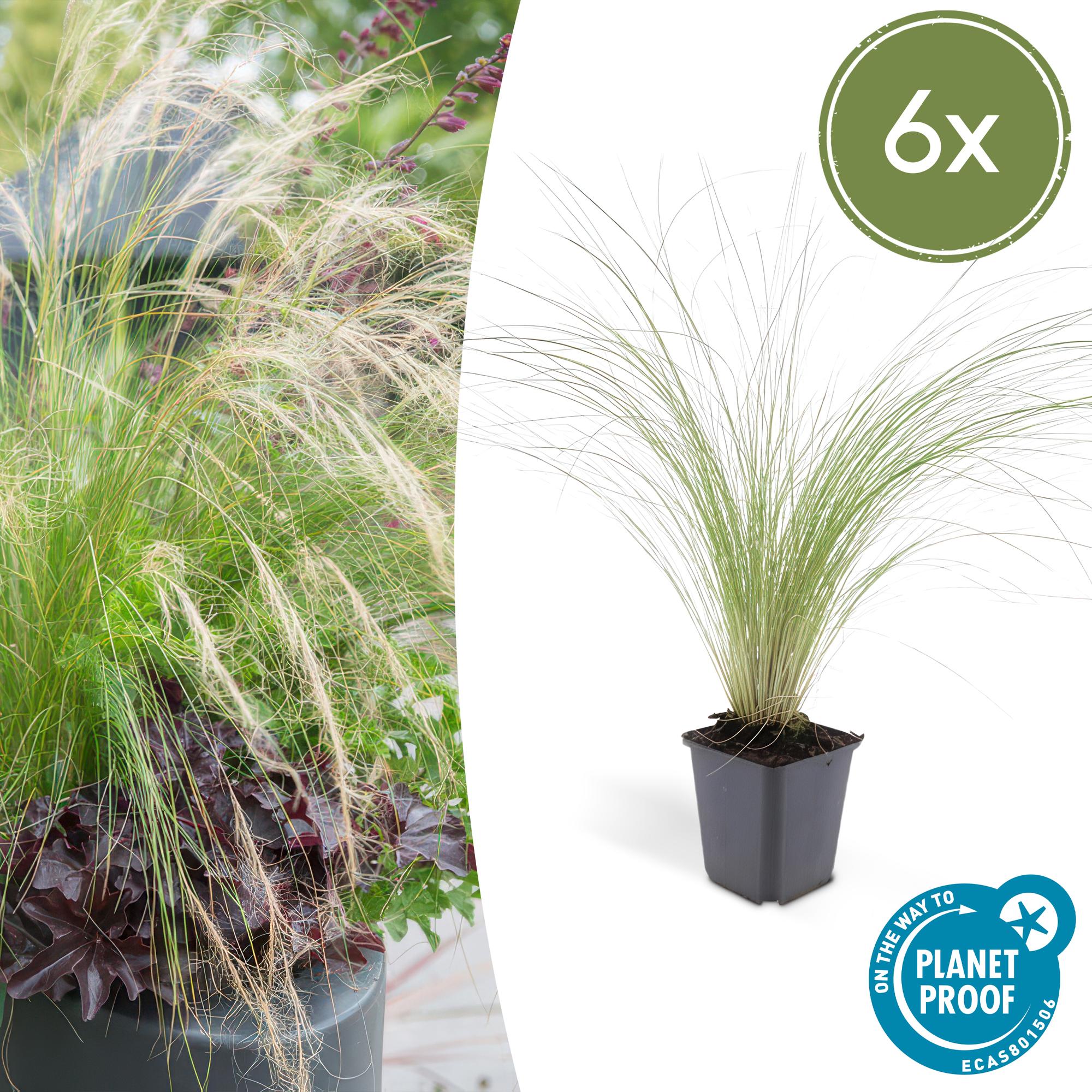 Stipa tenuissima 'Ponytails' | Fijn siergras - Ø9cm - ↕10-25cm