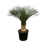 Yucca Rostrata | 200 cm - Ø50 - Woestijnplant met mediterrane uitstraling