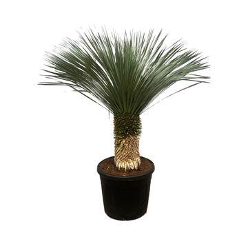 Yucca Rostrata | 200 cm - Ø50 - Woestijnplant met mediterrane uitstraling