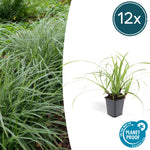 Carex morrowii 'Ice Dance' | Wintergroen siergras Ø9cm ↕10-25cm